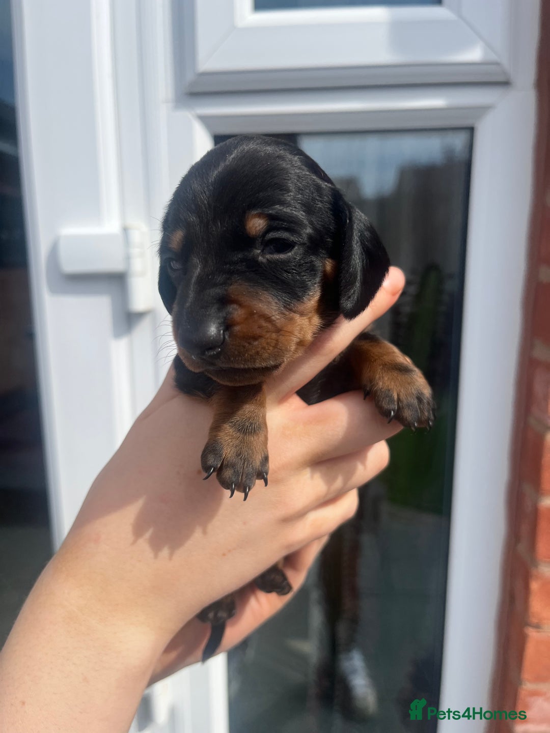 Miniature Dachshund dogs for sale: LAST ONE LEFT Miniature Dachshunds KC Registered in Pershore - Image 11