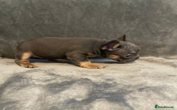 French Bulldog dogs for sale: 7 frenchies £500 to £800 each - Image 3
