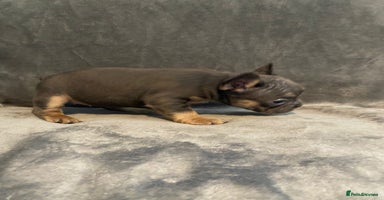 French Bulldog dogs - Advert 5