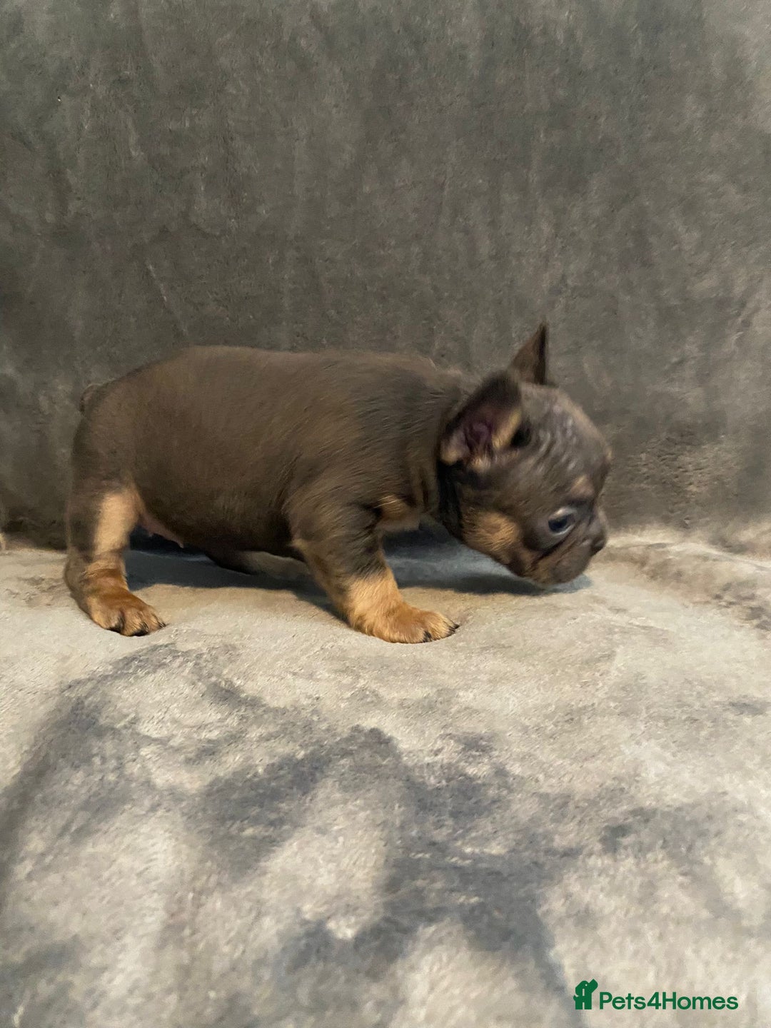 French Bulldog dogs for sale: 7 frenchies £500 to £800 each - Image 3