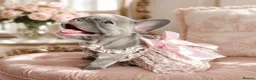 French Bulldog dogs for sale: LILAC,BLUE,FLUFFY - Advert 1