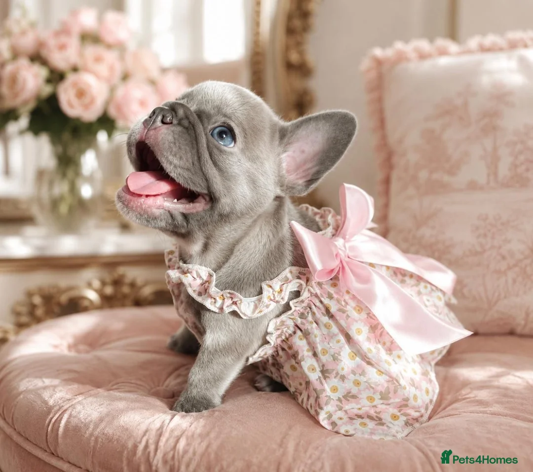 French Bulldog dogs for sale: LILAC,BLUE,FLUFFY - Advert 1