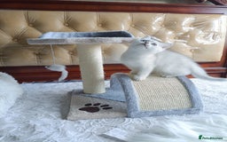 British Shorthair cats for sale: Scottish Fold and Straight kittens  - Image 19