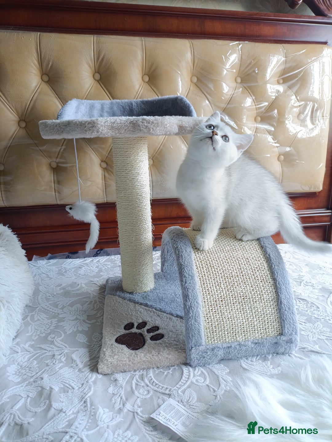 British Shorthair cats for sale: Scottish Fold and Straight kittens  - Image 19