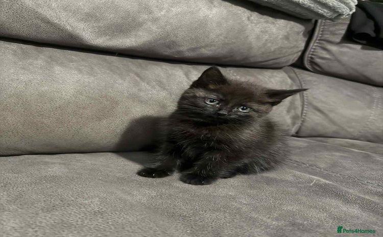 Mixed Breed cats - Advert 6