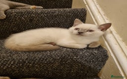 British Shorthair cats for sale: 💜GCCF Kittens Ready for Their Forever Homes!💜 - Image 13
