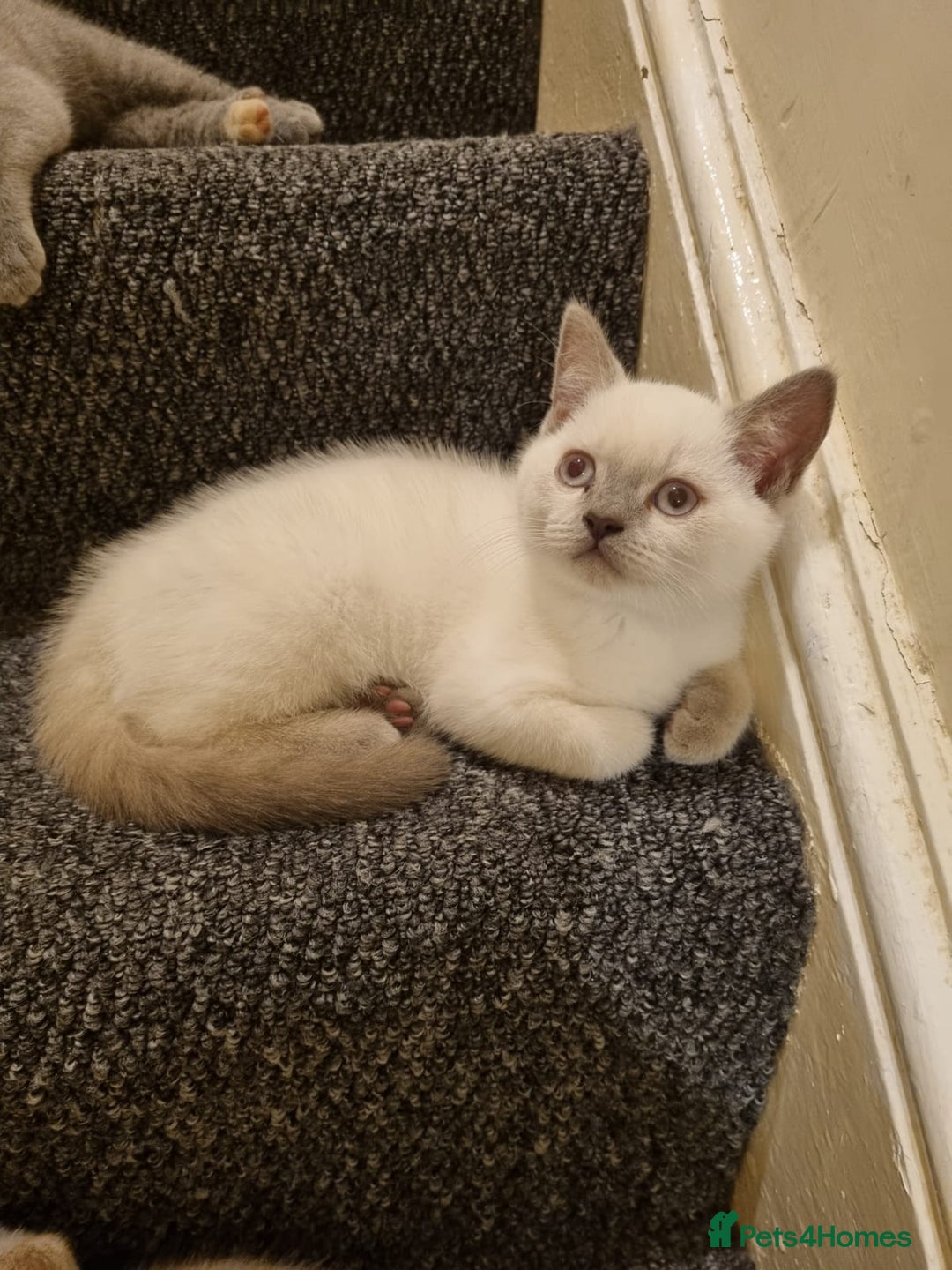 British Shorthair cats for sale: 💜GCCF Kittens Ready for Their Forever Homes!💜 - Image 13