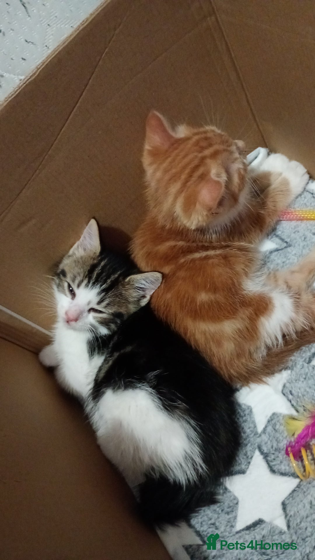 Mixed Breed cats for sale: Kittens  - Advert 6