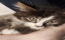 Mixed Breed cats for sale: 4 kittens ready for loving homes - Image 2
