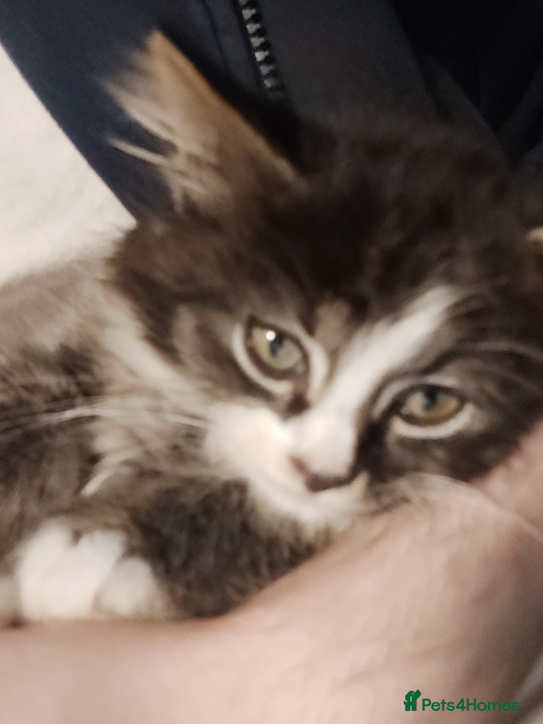 Mixed Breed cats for sale: 4 kittens ready for loving homes - Image 2