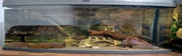 Bettas fish for sale: Two fully set up tanks - Advert 2