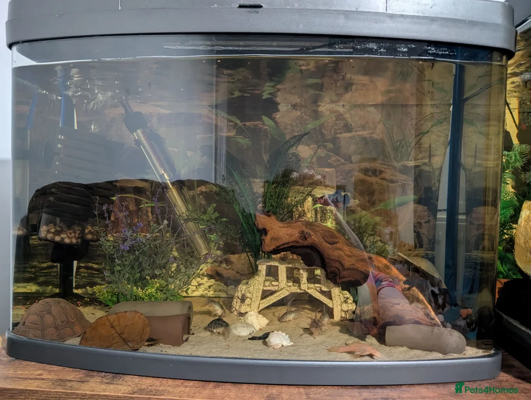 Bettas fish for sale: Two fully set up tanks - Advert 2
