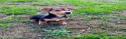Jack Russell dogs for sale: Jack Russell Puppies - Advert 10