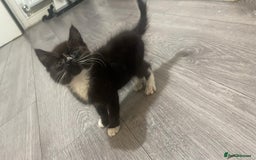British Shorthair cats for sale: British Shorthair Kittens for sale  - Image 14
