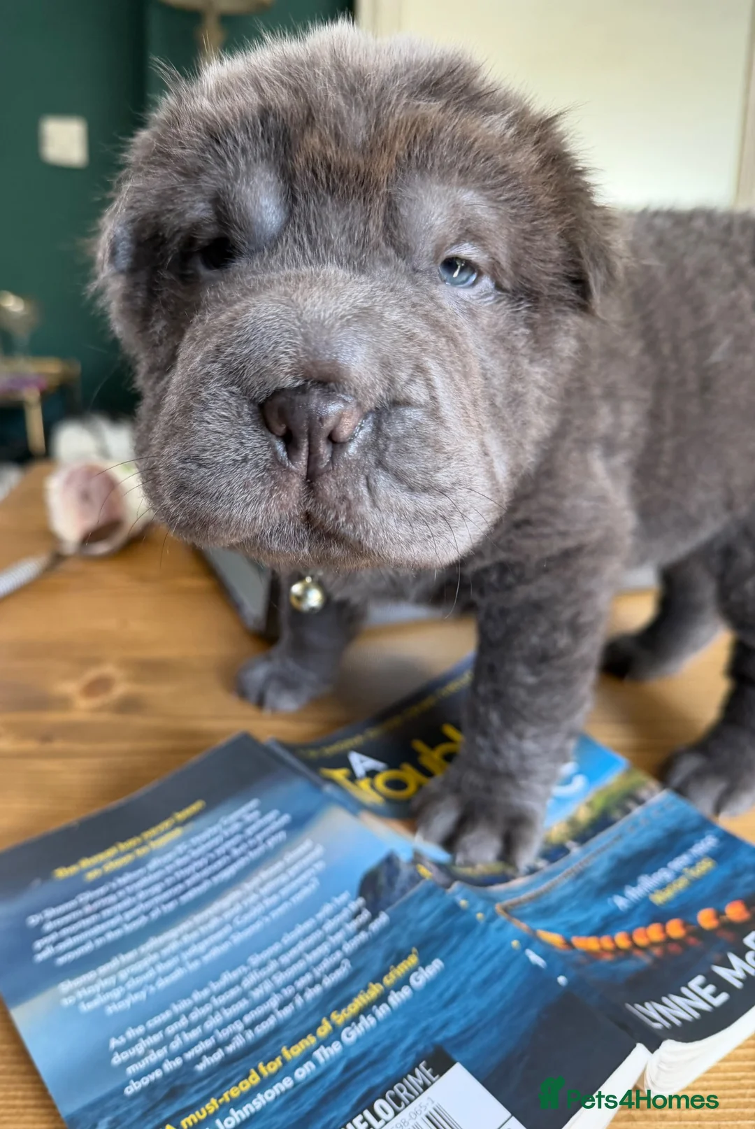 Shar Pei dogs for sale: Bear coated puppy for sale. - Advert 2