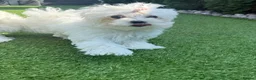 Maltese dogs for sale: Pure Korean Meltese puppies for sale - Advert 3