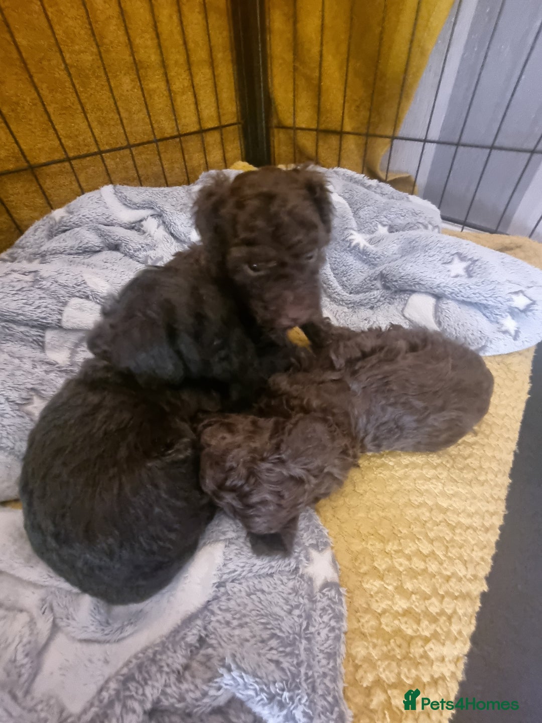 Poodle dogs for sale: Poodle's - Advert 6