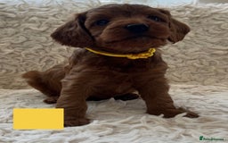 Cockapoo dogs for sale: A Beautiful litter of cockapoos  - Image 6