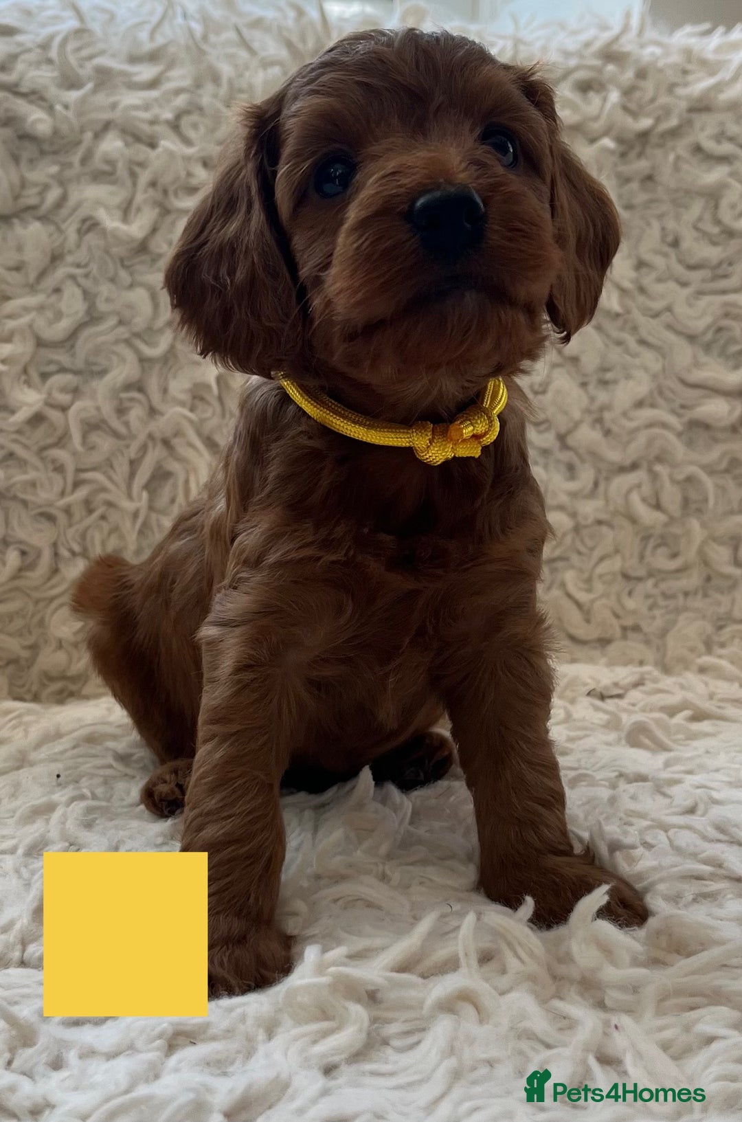 Cockapoo dogs for sale: A Beautiful litter of cockapoos  - Image 6
