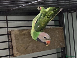 Parakeets birds Moustache Parakeet - Advert 16