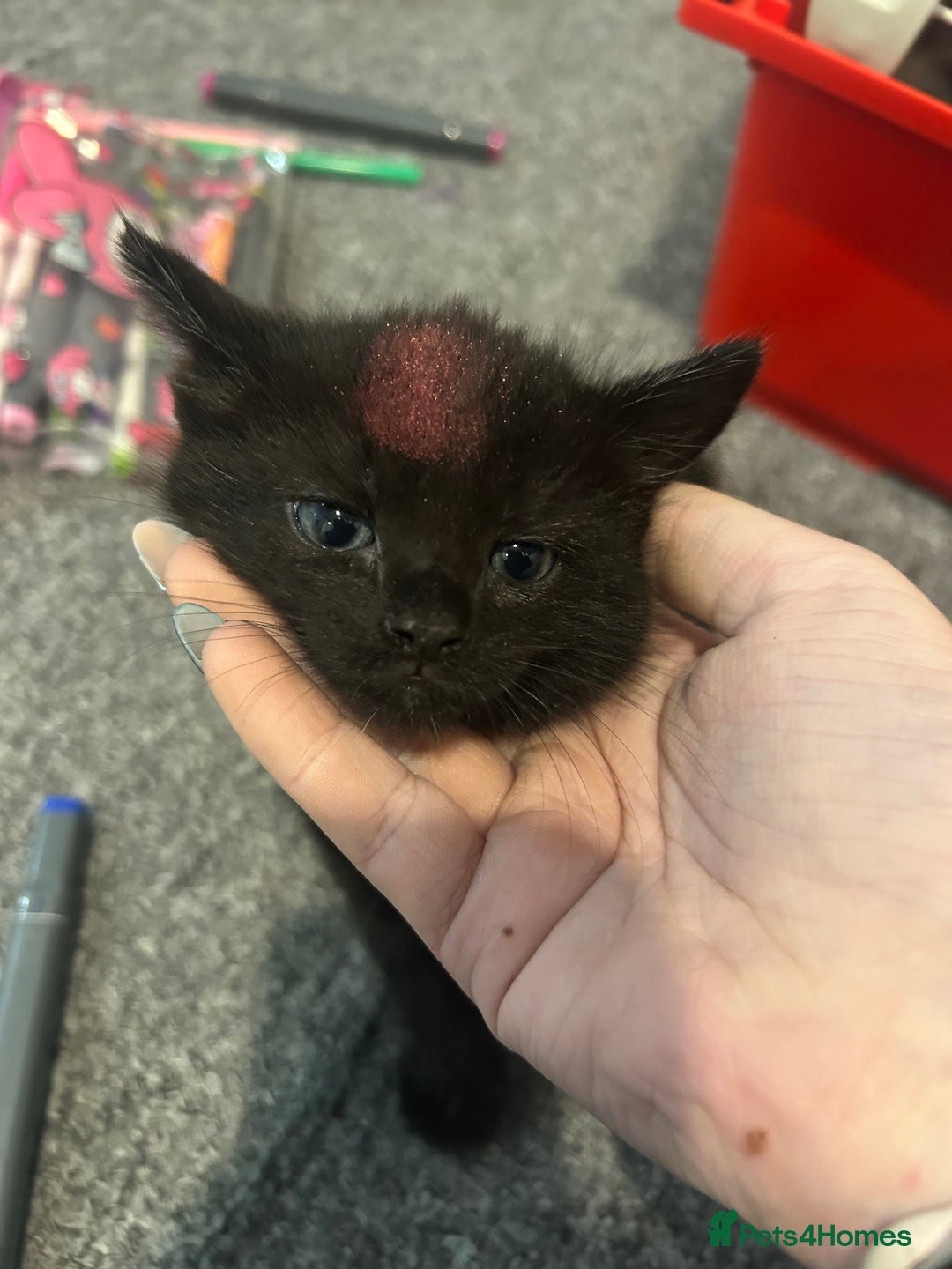 Mixed Breed cats for sale: 4 kittens for sale - Advert 4