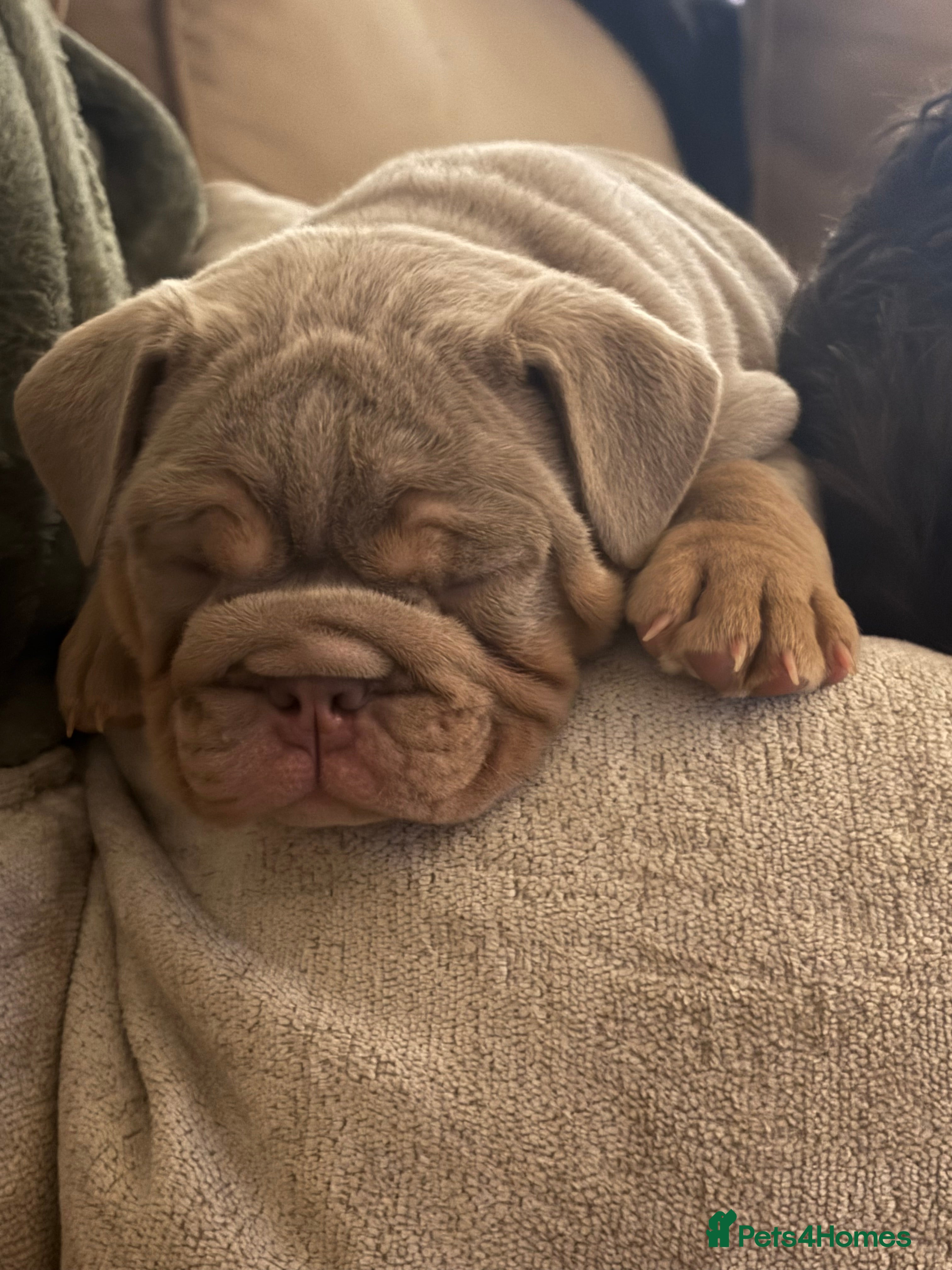English Bulldog dogs English bulldog puppy kc registered  - Advert 1