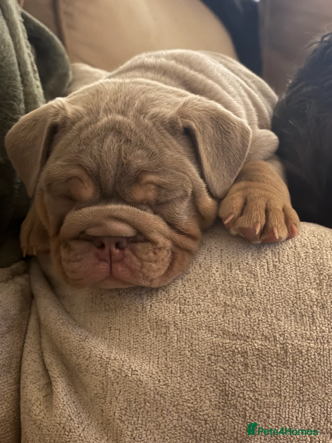 English Bulldog dogs for sale: English bulldog puppy kc registered  - Advert 1