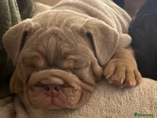 English Bulldog dogs English bulldog puppy kc registered - Advert 15