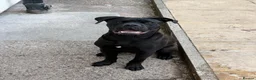 Mixed Breed dogs for sale: cane corso  English bulldog boy fully black - Advert 3