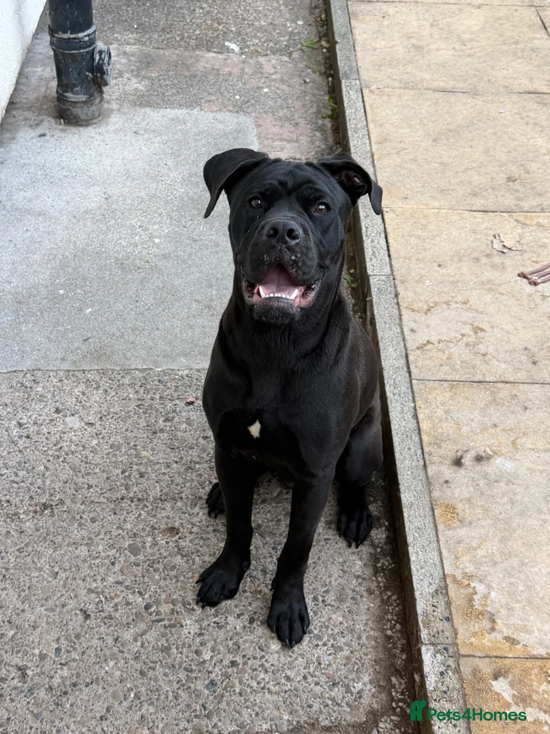 Mixed Breed dogs for sale: cane corso  English bulldog boy fully black - Advert 3