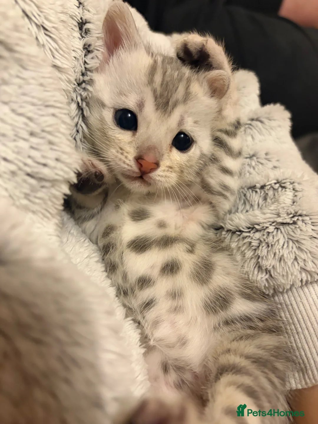 Bengal cats for sale: Pure Bengal Female Available  - Advert 2