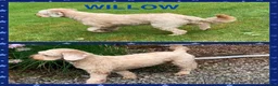 Australian Labradoodle dogs for sale: Fully health tested Australian Labradoodle puppies - Advert 2