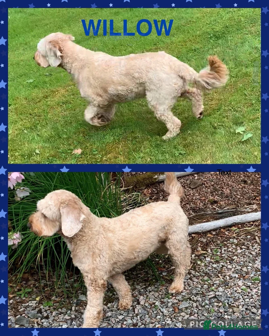 Australian Labradoodle dogs for sale: Fully health tested Australian Labradoodle puppies - Advert 2
