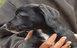 Jack Russell dogs for sale: Adorable Markiejack puppies - Image 15