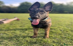 Mixed Breed dogs for sale: German shepherd cross Belgian malinios 8 months  - Image 4