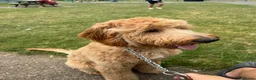 Goldendoodle dogs for sale: 8 month old Goldendoodle  - Advert 2