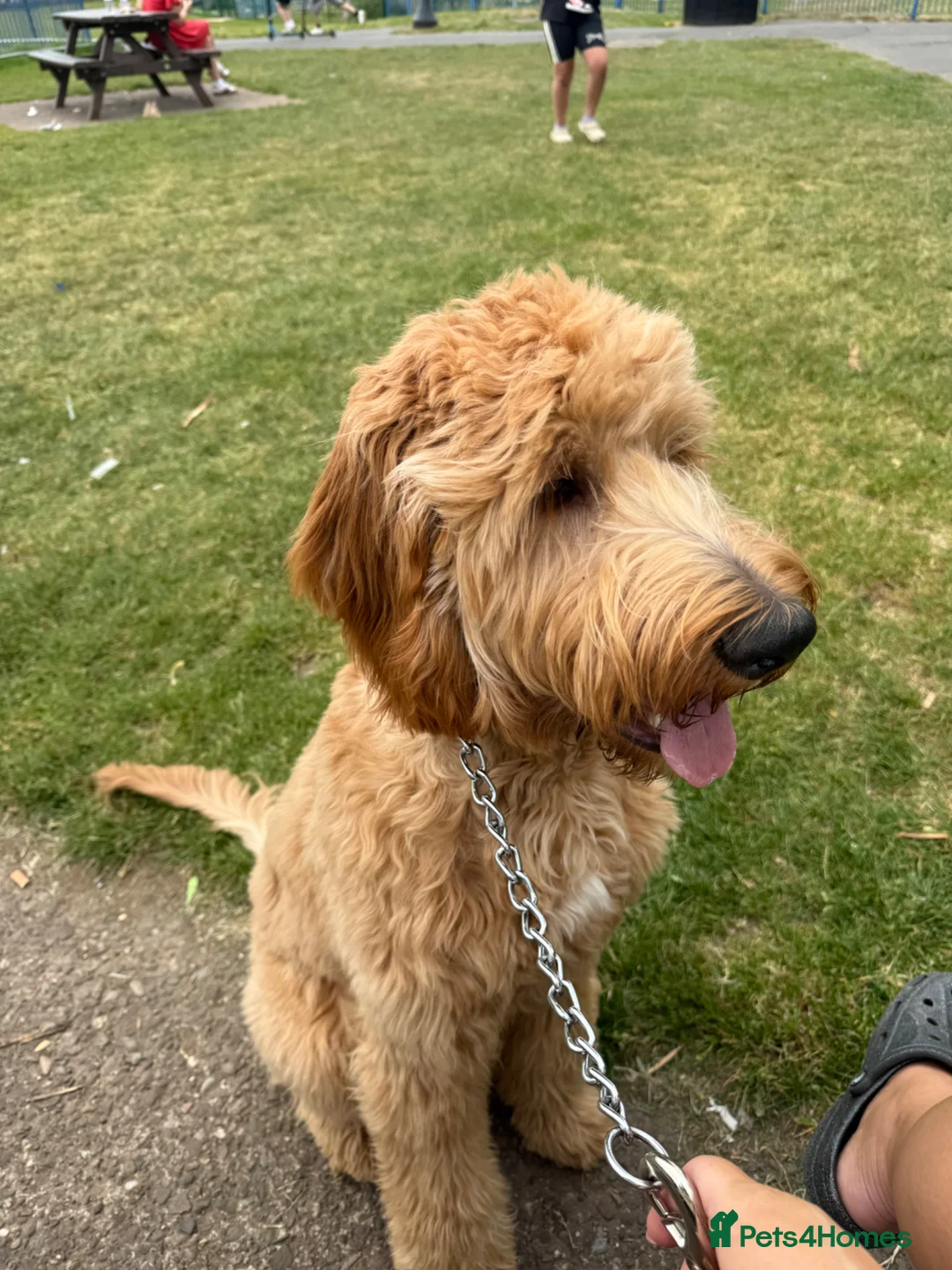 Goldendoodle dogs for sale: 8 month old Goldendoodle  - Advert 2
