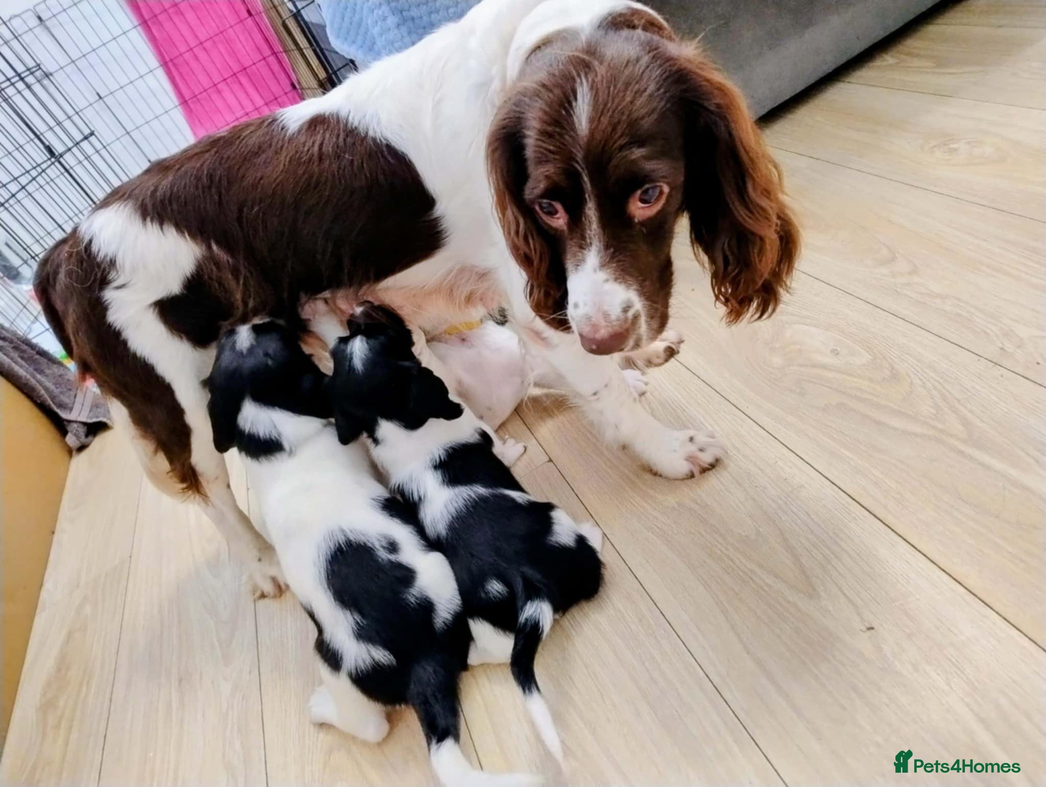 English Springer Spaniel dogs Springer Spaniel Puppy for Sale - Advert 2