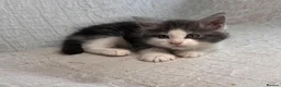 Maine Coon cats for sale: STUNNING MAINE COON KITTENS - Advert 12