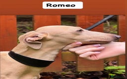 Italian Greyhound dogs for sale: Italian greyhound puppies KC reg European Lineage in Leeds - Image 20