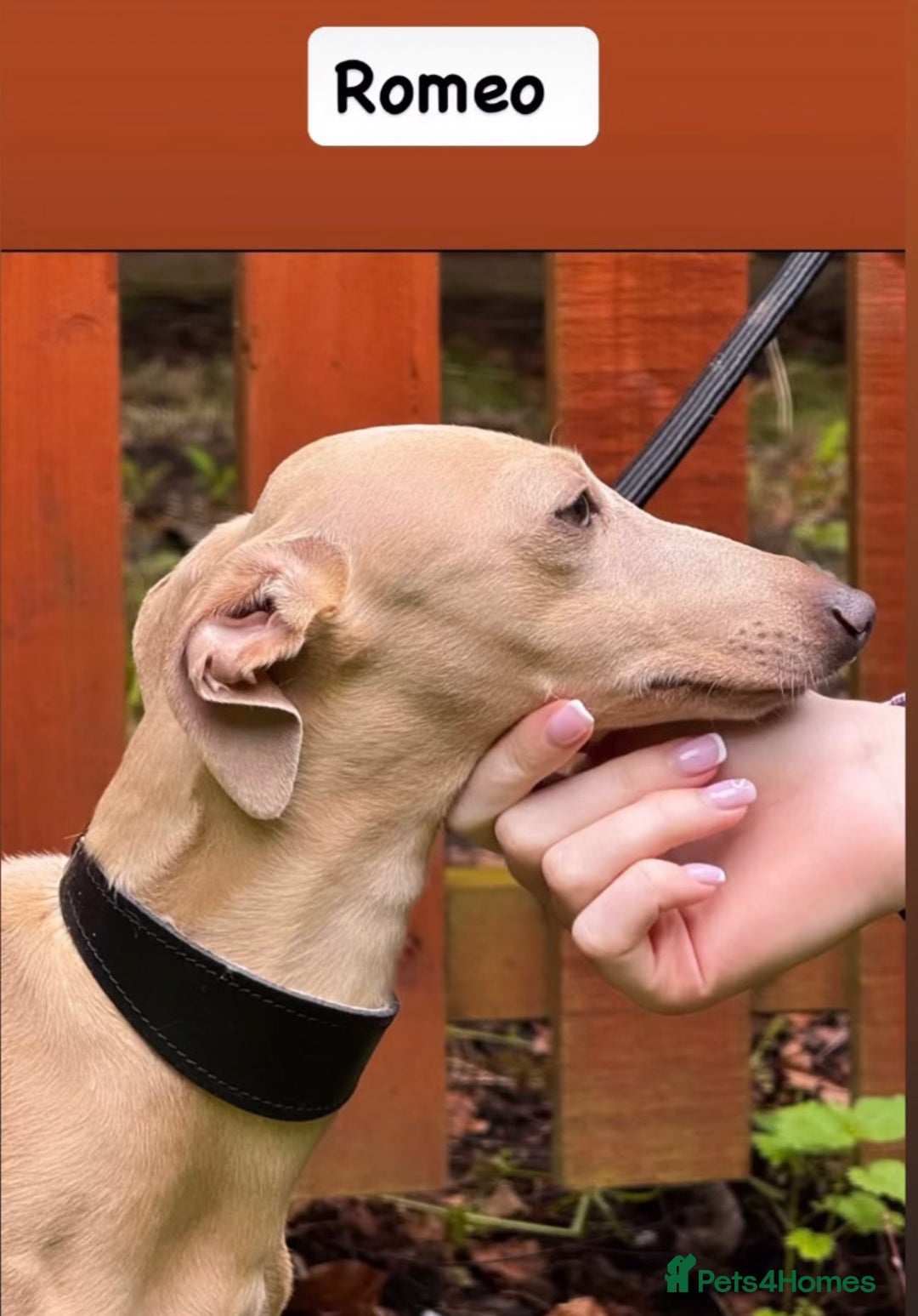Italian Greyhound dogs for sale: Italian greyhound puppies KC reg European Lineage in Leeds - Image 20