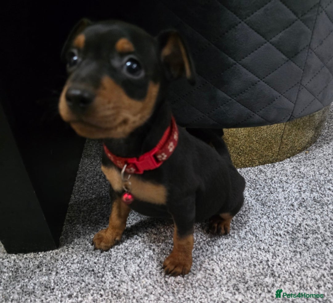 Miniature Pinscher dogs for sale: Beautiful miniature pinscher puppies  - Image 4