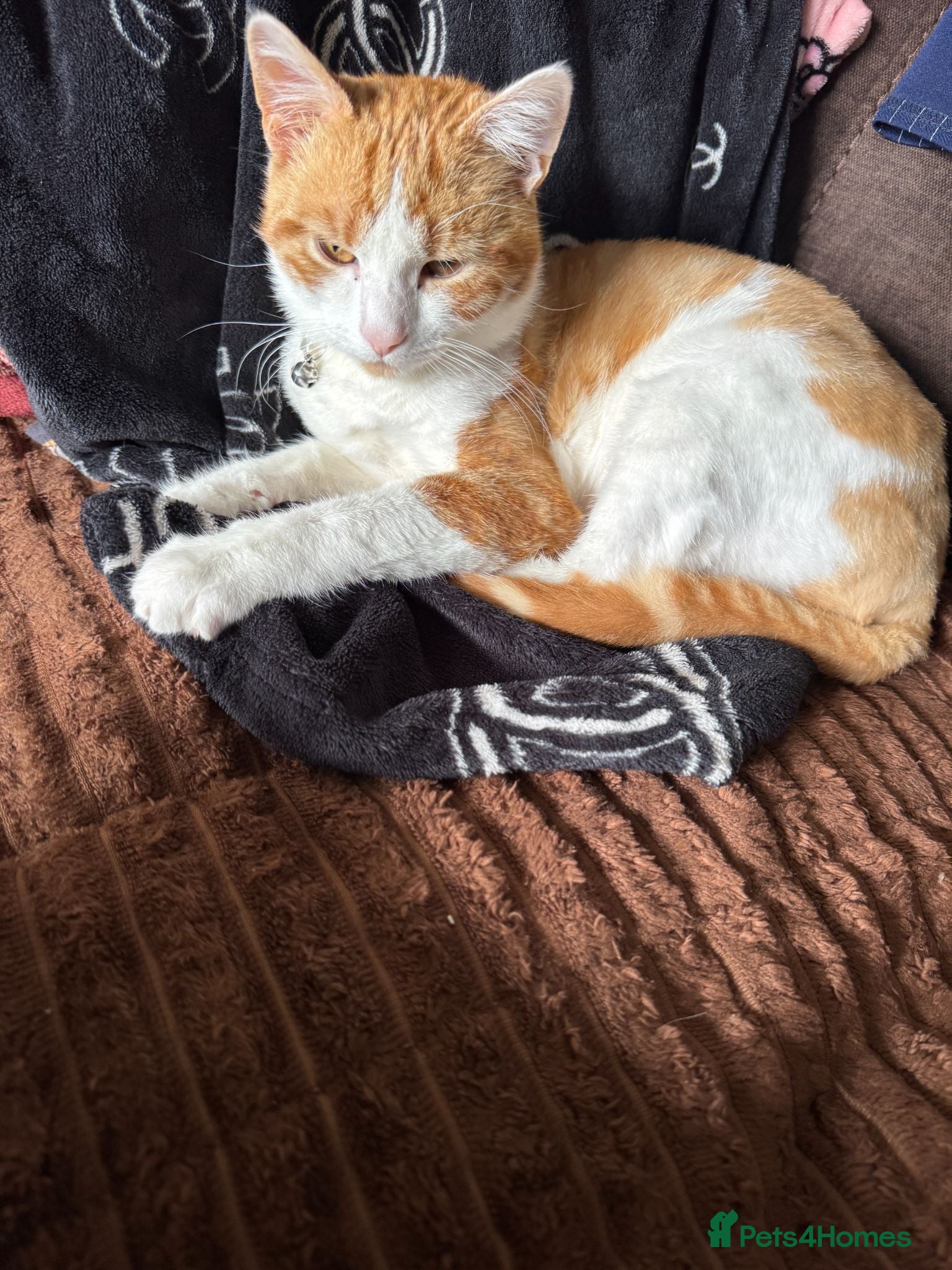 Mixed Breed cats Sweet ginger boy 10months old - Advert 3