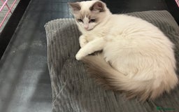 Ragdoll cats for sale: Beautiful Blue point/Bicolor Ragdoll - Image 4