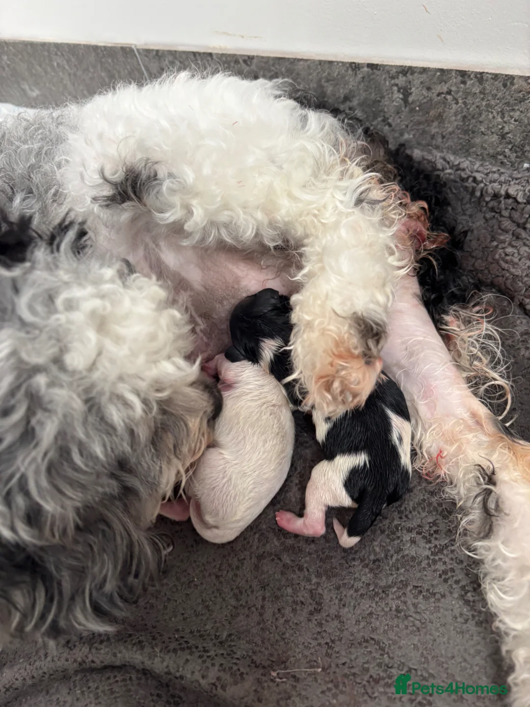 Maltipoo dogs for sale: Beautiful Maltipoo Puppies  - Advert 2