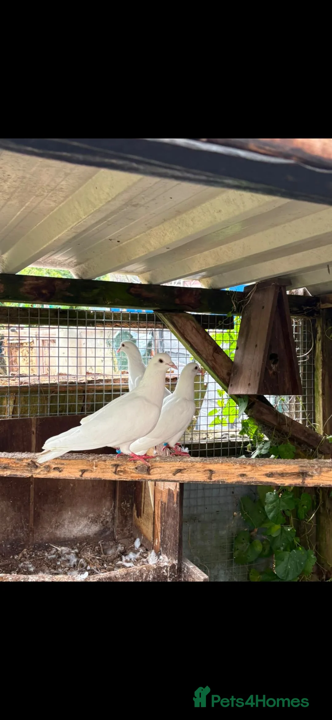 Doves birds for sale: White English pigeons/ Doves - Advert 2