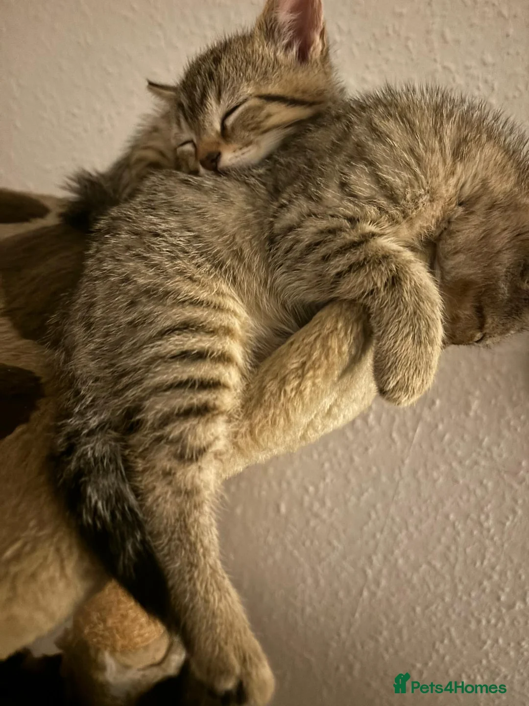 Domestic Shorthair cats for sale: 2 male 2 female tabby kittens ready to leave now - Advert 7