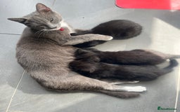Mixed Breed cats for sale: 3 kittens for sale  - Image 13