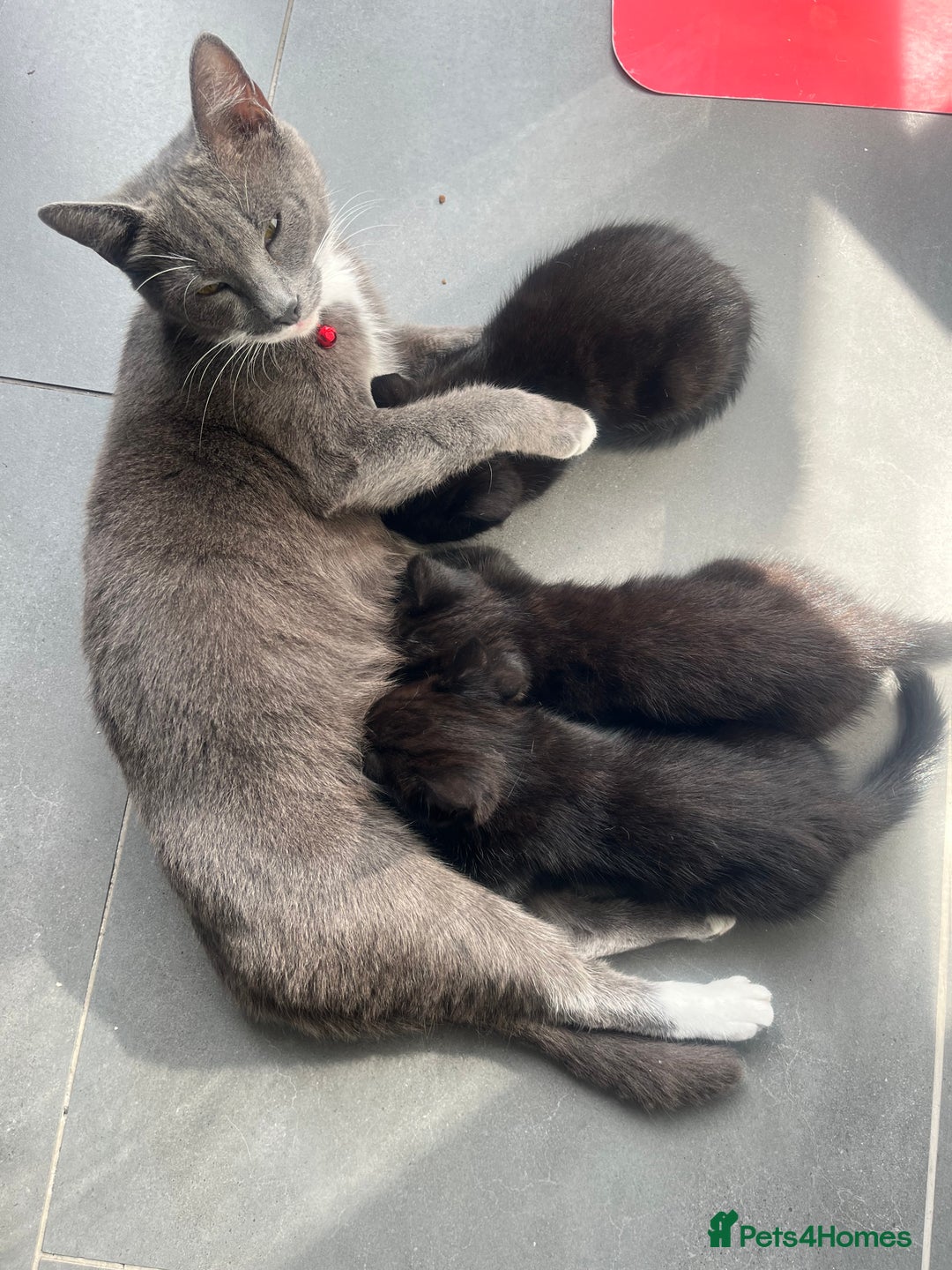 Mixed Breed cats for sale: 3 kittens for sale  - Image 13