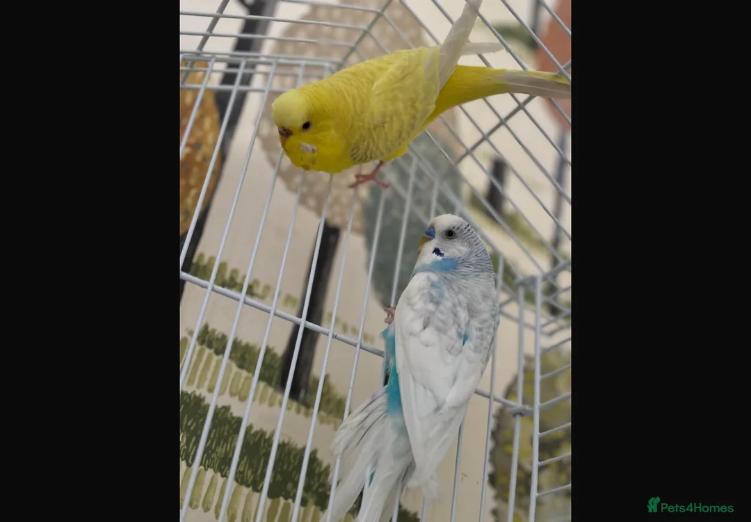 Budgerigars birds for sale: Birds  - Advert 1